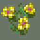 Identify Desert Bloom